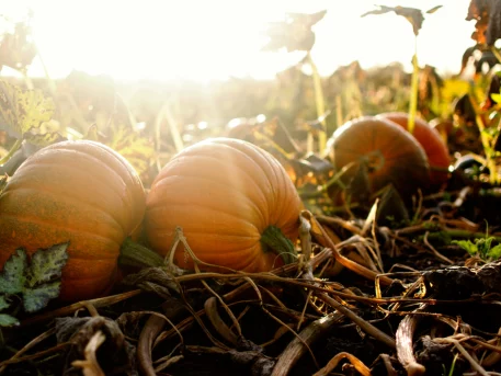 Pumpkins growing in a field in autumn sunshine